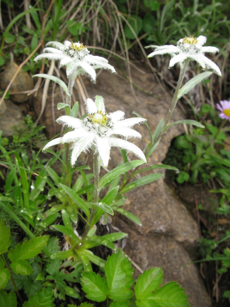 Leontopodium hayachinense