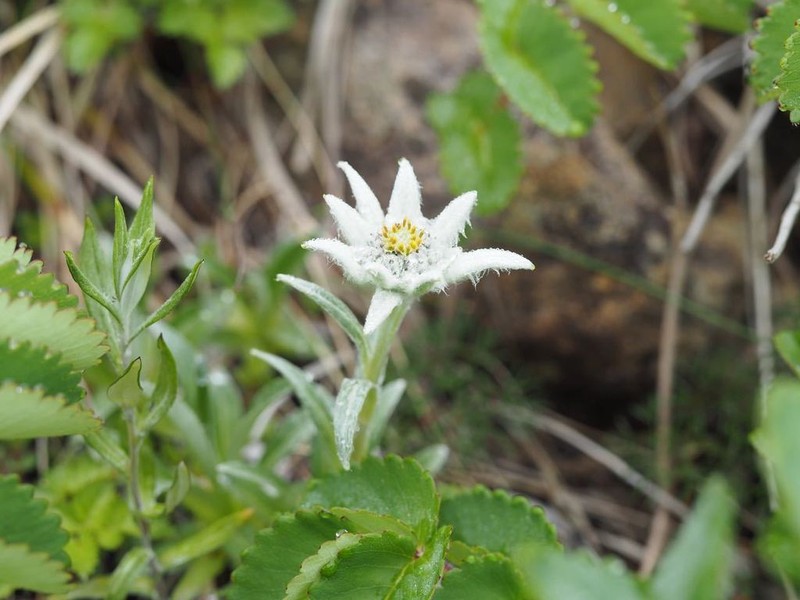 Leontopodium hayachinense photo 2