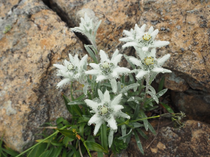 Leontopodium hayachinense photo 3