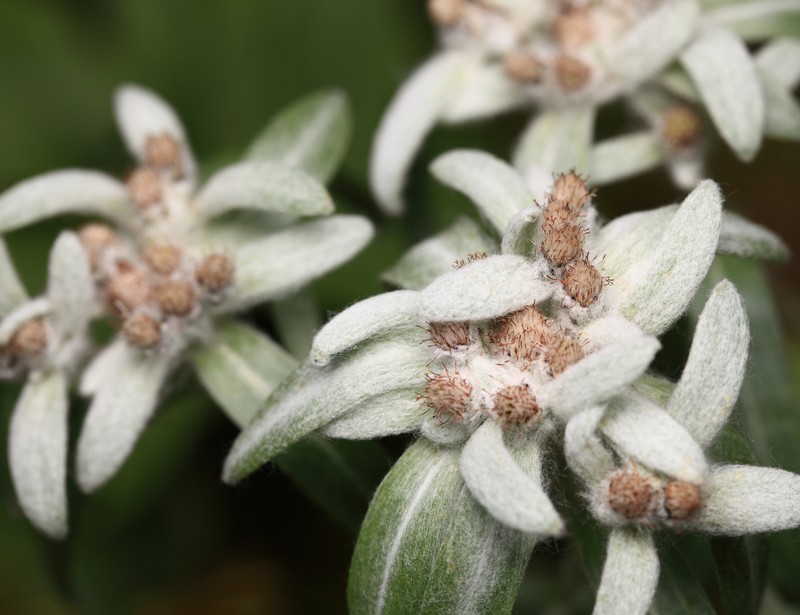 Leontopodium hayachinense var. miyabeanum