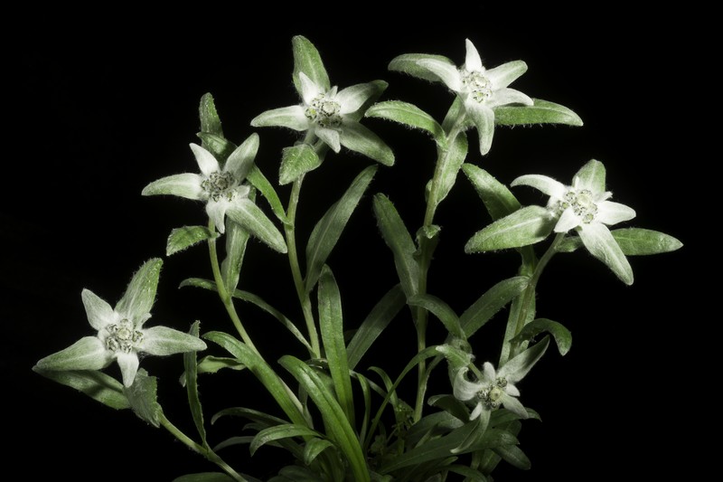 Leontopodium hayachinense var. miyabeanum photo 2