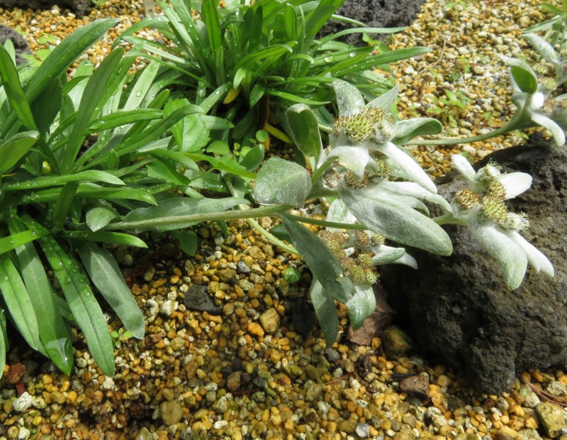 Leontopodium hayachinense var. miyabeanum photo 3