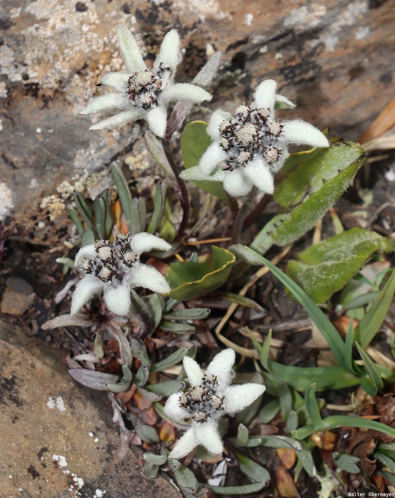 Leontopodium himalayanum photo 4