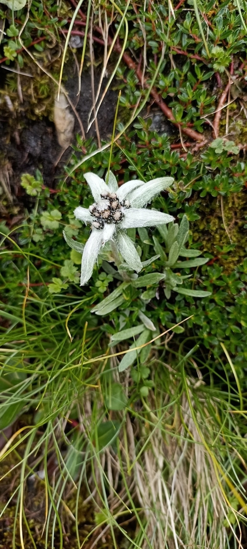 Leontopodium himalayanum photo 5