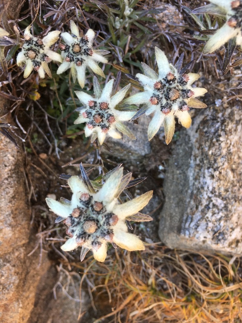 Leontopodium jacotianum photo 2