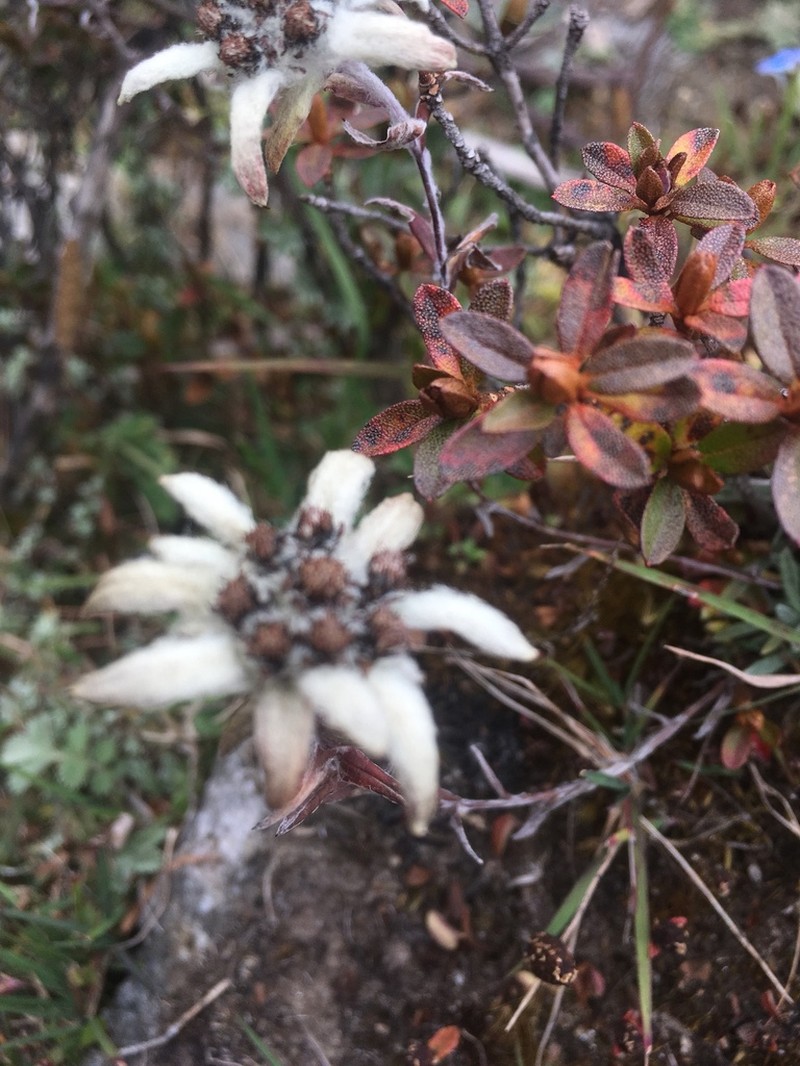Leontopodium jacotianum photo 3