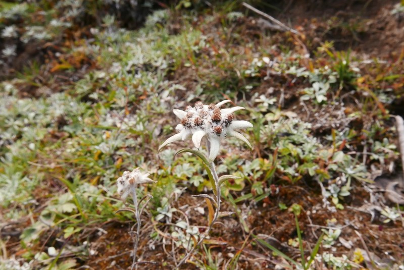 Leontopodium jacotianum photo 4