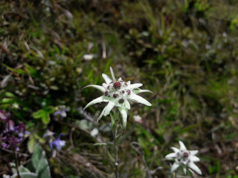 Leontopodium jacotianum photo 5