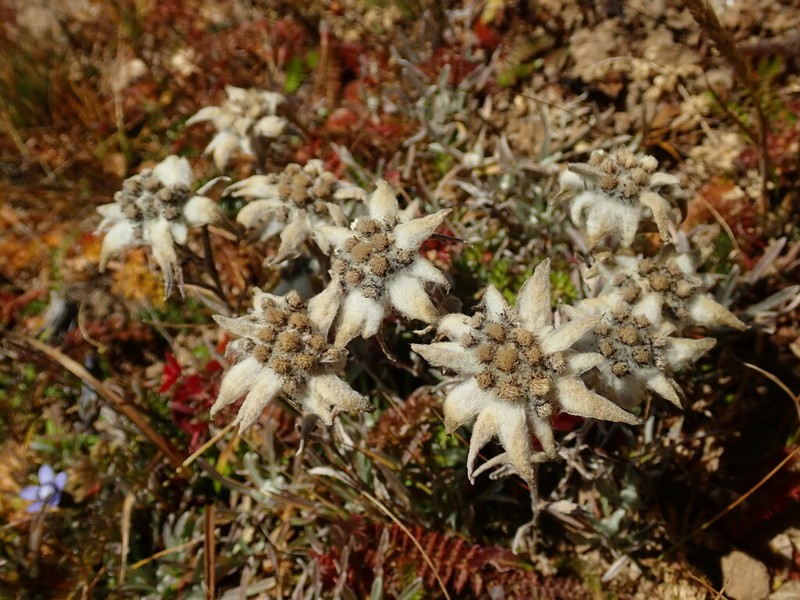 Leontopodium jacotianum photo 6