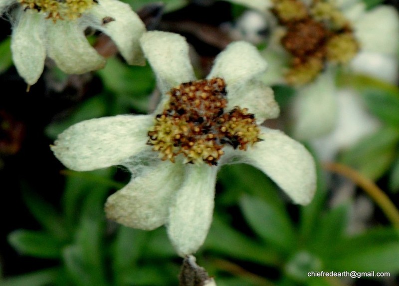 Leontopodium jacotianum photo 7