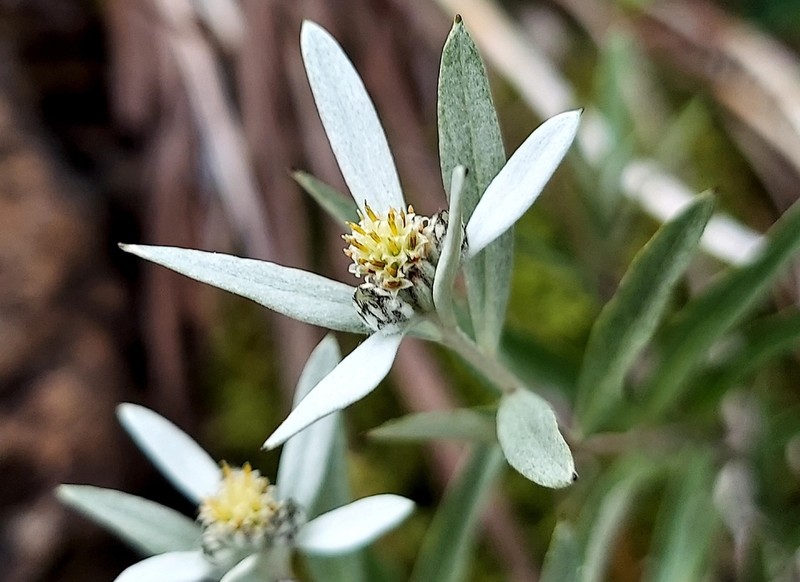Leontopodium japonicum photo 2