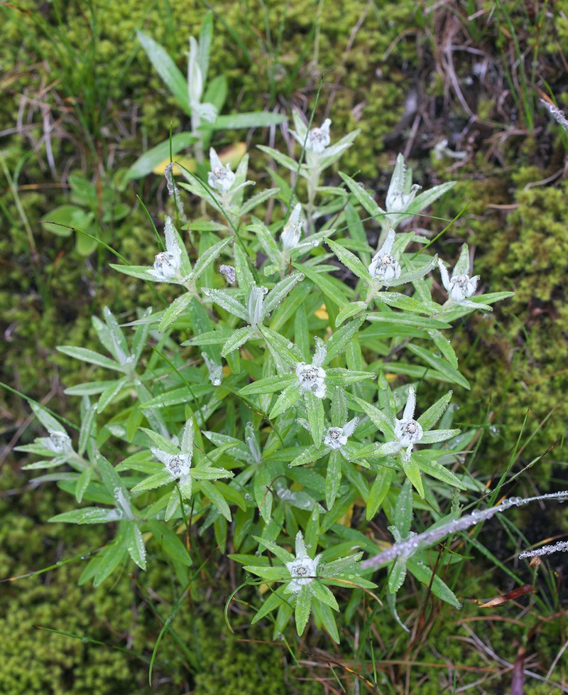 Leontopodium japonicum photo 3