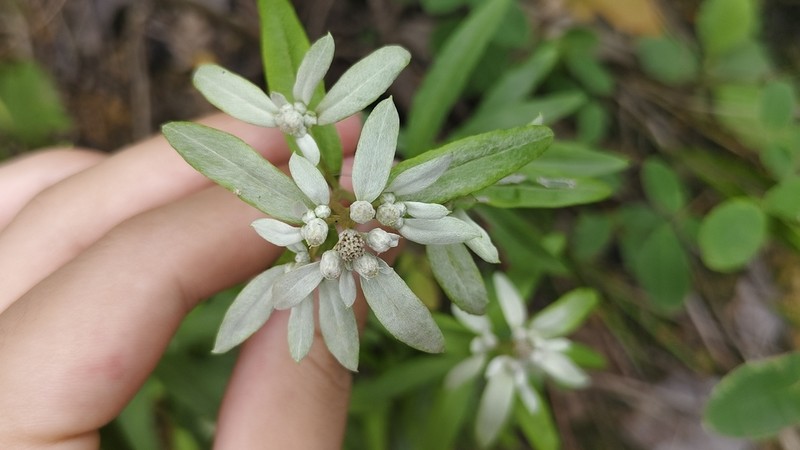 Leontopodium japonicum photo 4