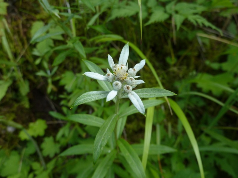 Leontopodium japonicum photo 5