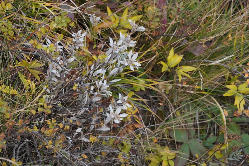 Leontopodium japonicum photo 6