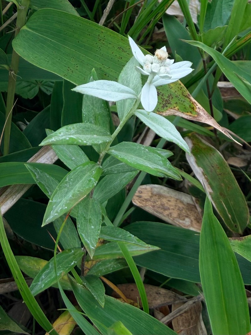 Leontopodium japonicum photo 7