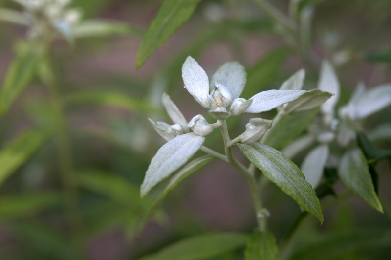 Leontopodium japonicum var. japonicum