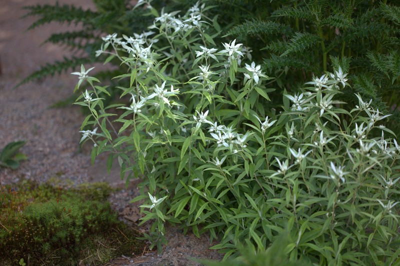 Leontopodium japonicum var. japonicum photo 2