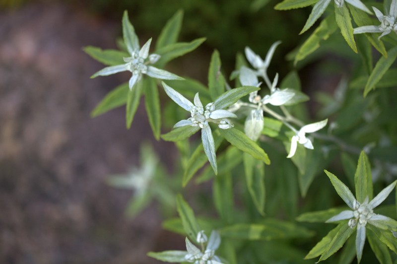 Leontopodium japonicum var. japonicum photo 3