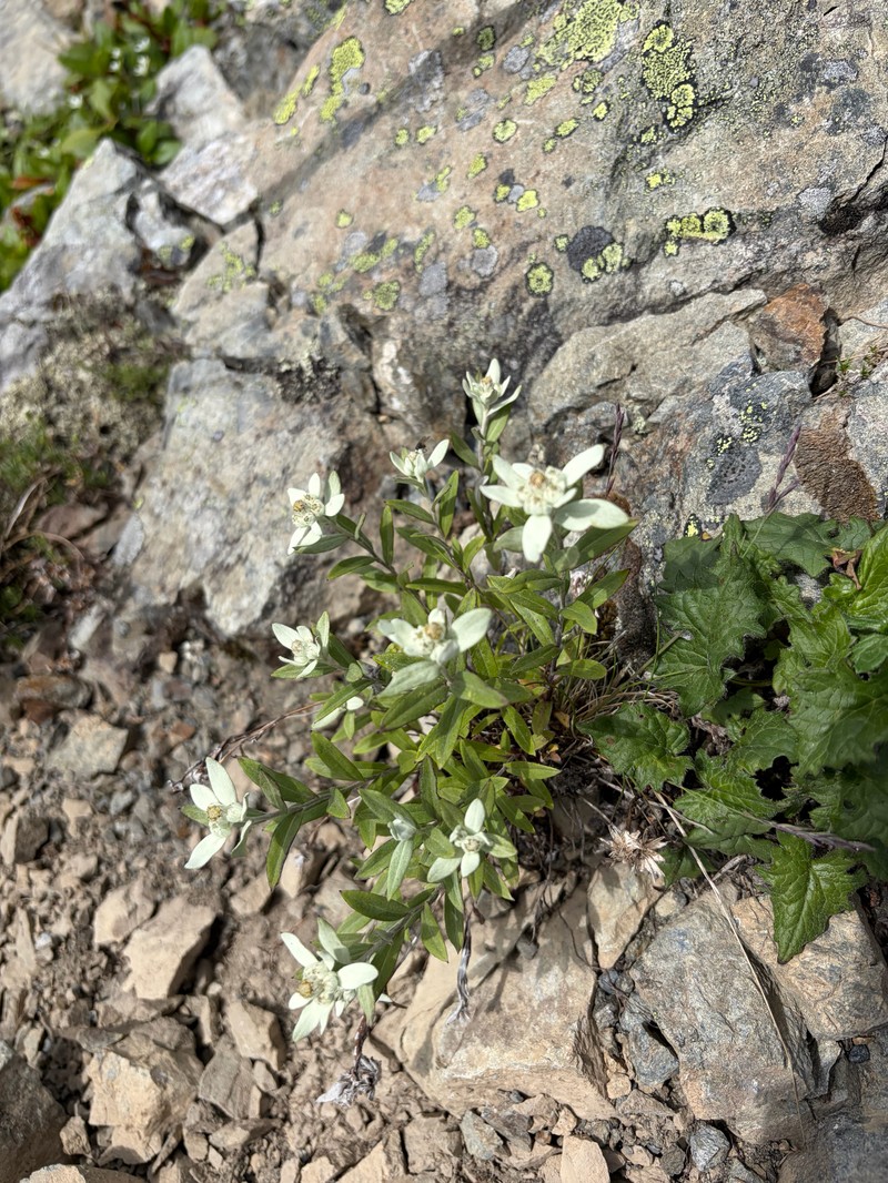 Leontopodium japonicum var. shiroumense