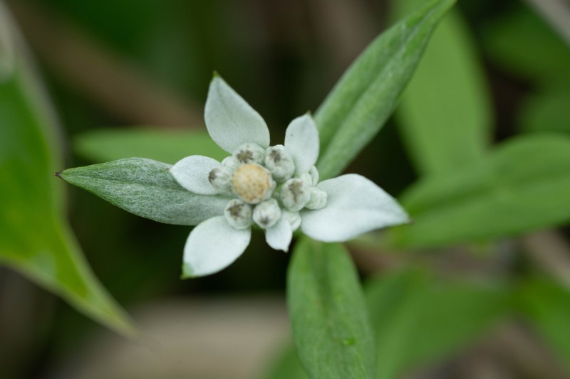 Leontopodium japonicum var. shiroumense photo 2