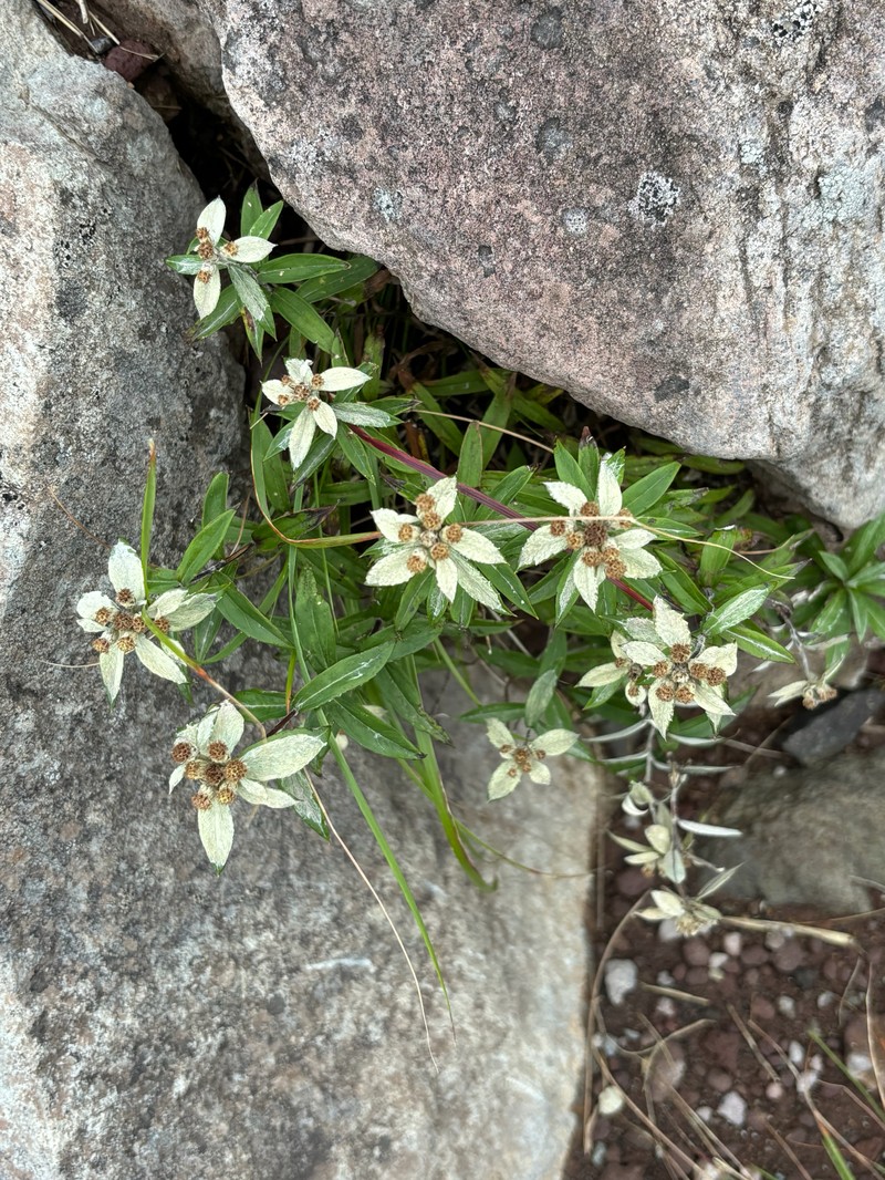 Leontopodium japonicum var. shiroumense photo 3