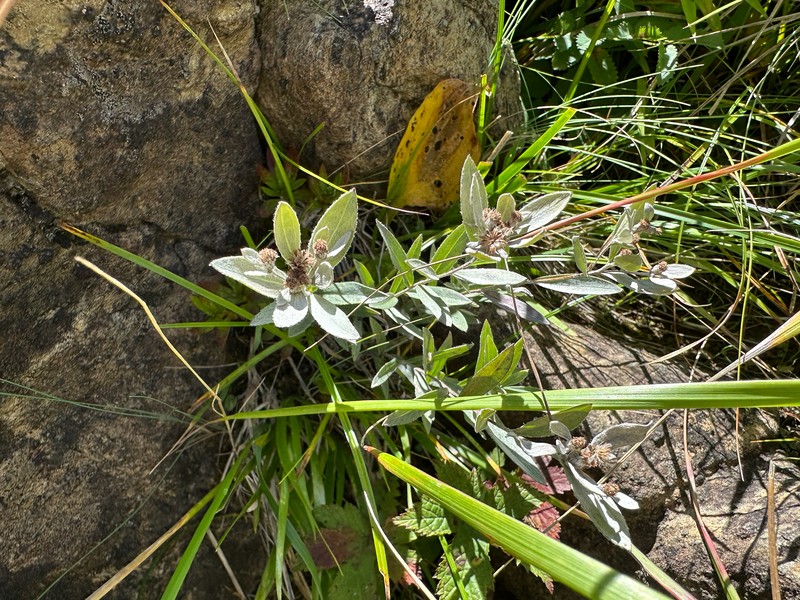 Leontopodium japonicum var. shiroumense photo 4