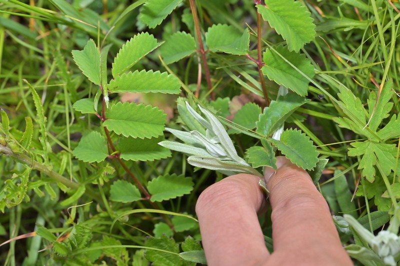 Leontopodium junpeianum