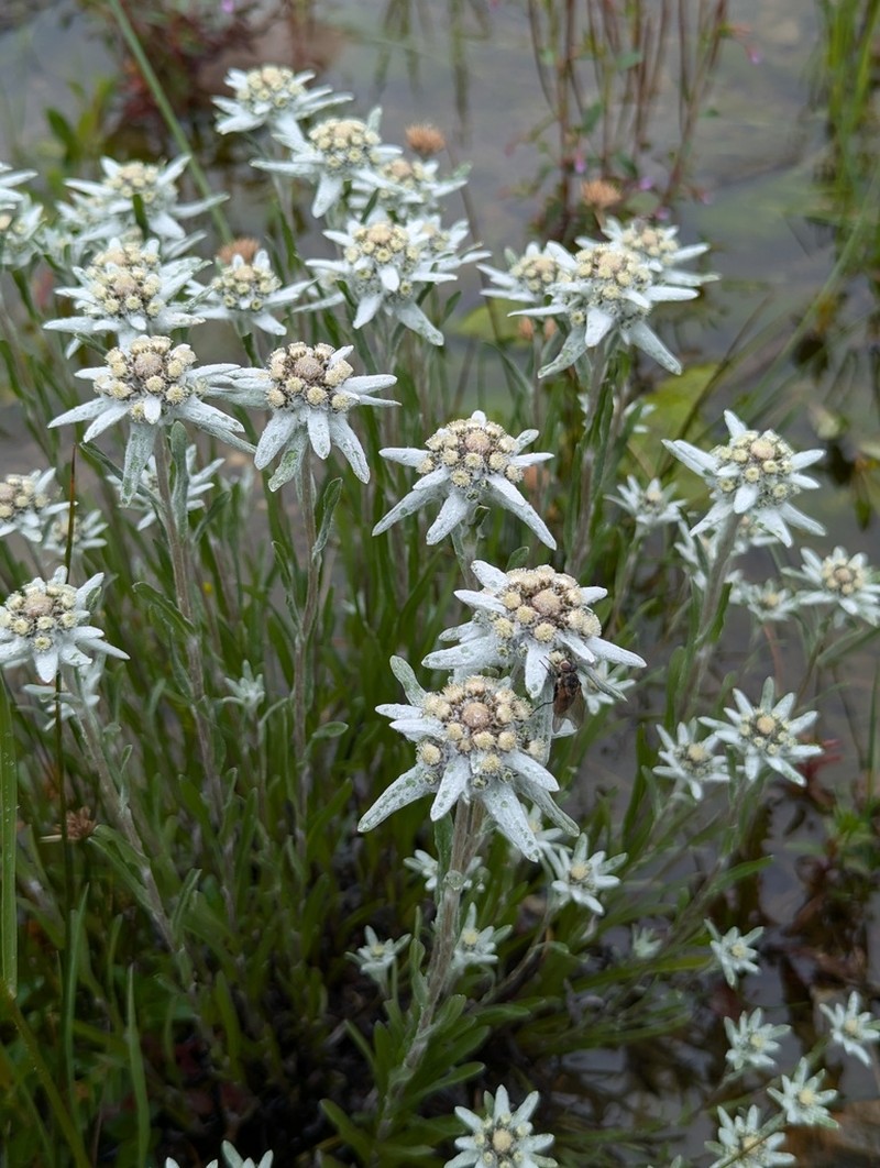 Leontopodium junpeianum photo 2