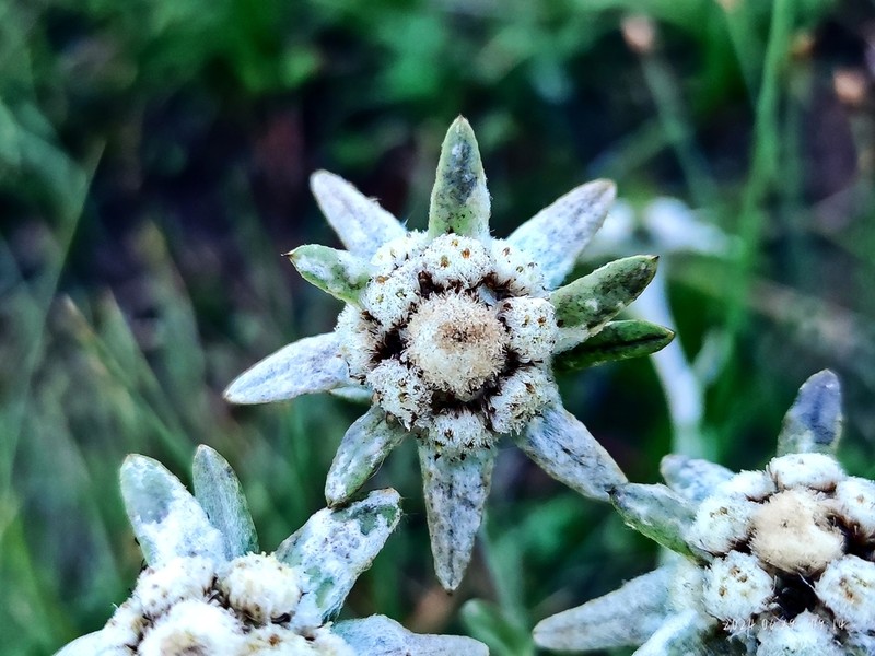 Leontopodium junpeianum photo 3