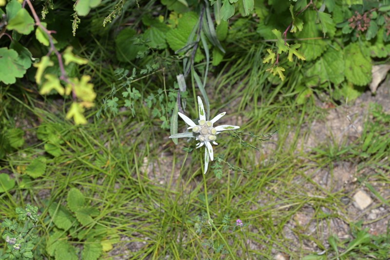 Leontopodium junpeianum photo 4