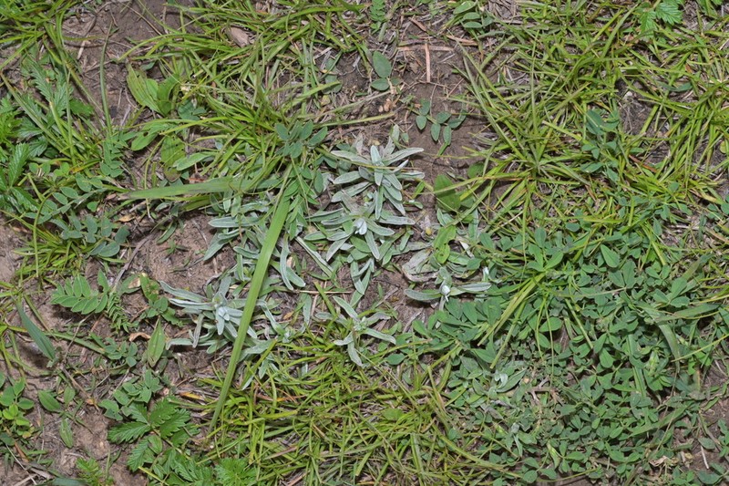 Leontopodium junpeianum photo 5