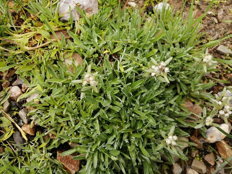Leontopodium junpeianum photo 6