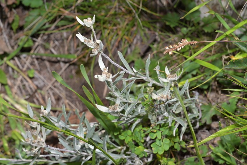 Leontopodium junpeianum photo 7