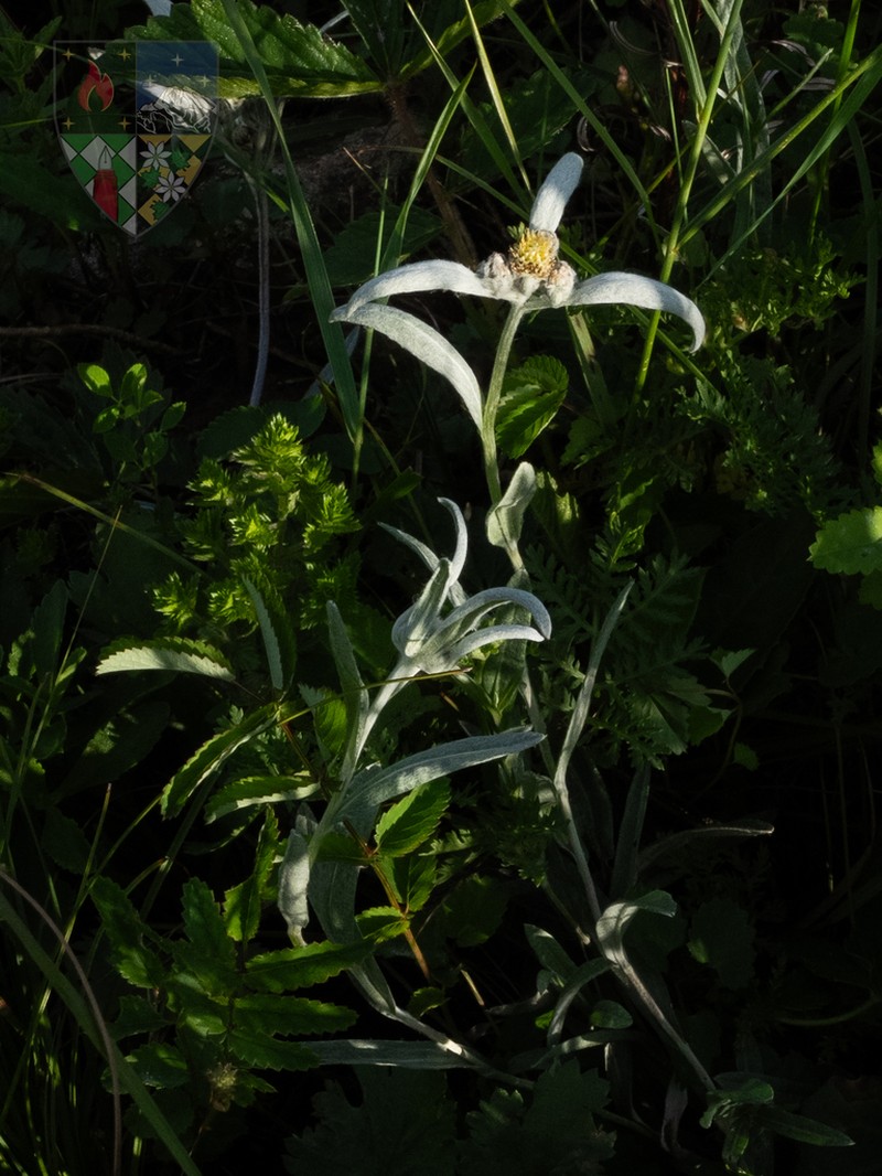 Leontopodium junpeianum photo 8