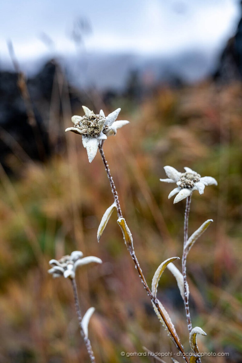 Leontopodium kamtschaticum photo 3