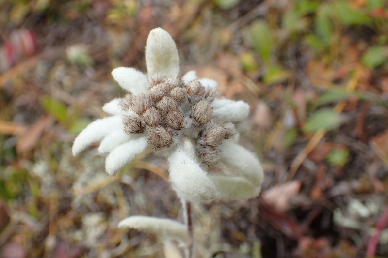 Leontopodium kamtschaticum photo 4