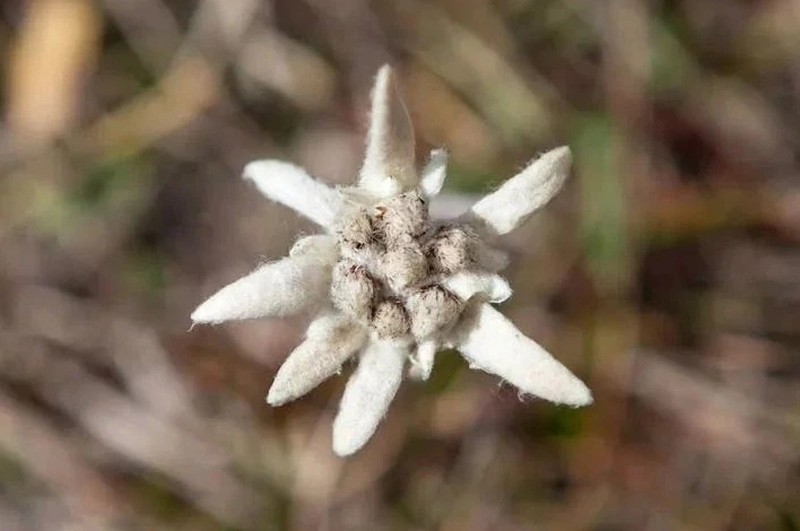 Leontopodium kamtschaticum photo 6