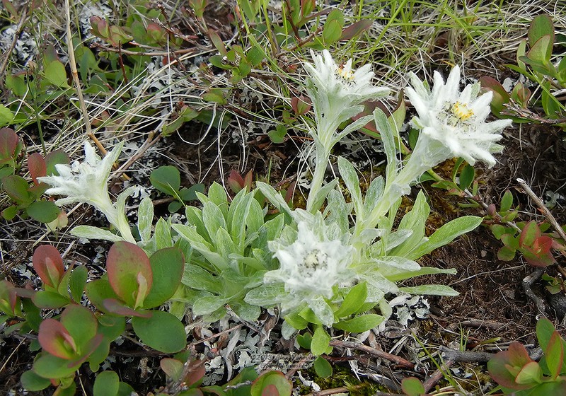 Leontopodium kurilense