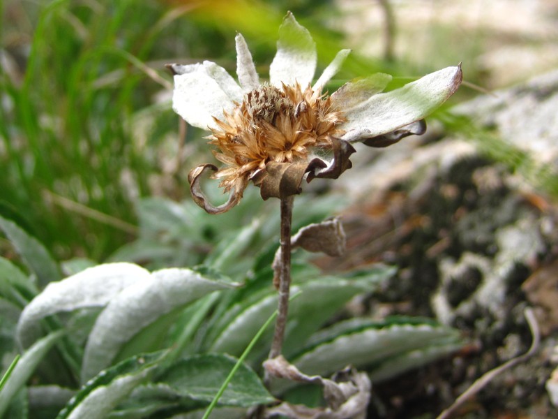 Leontopodium leiolepis