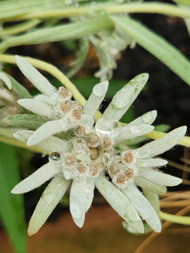Leontopodium leiolepis photo 3
