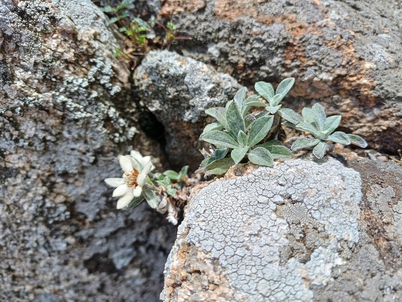 Leontopodium leiolepis photo 4