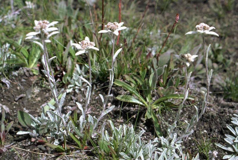 Leontopodium leontopodinum photo 3