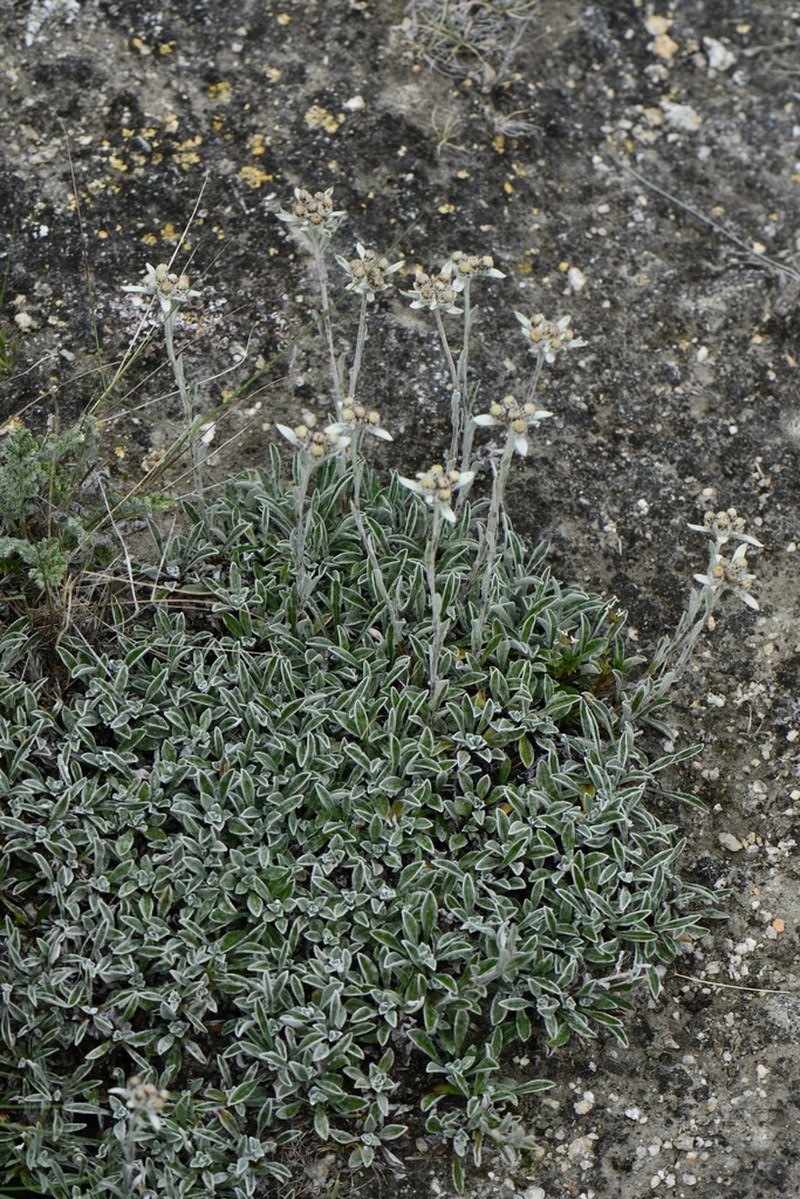 Leontopodium leontopodinum photo 4