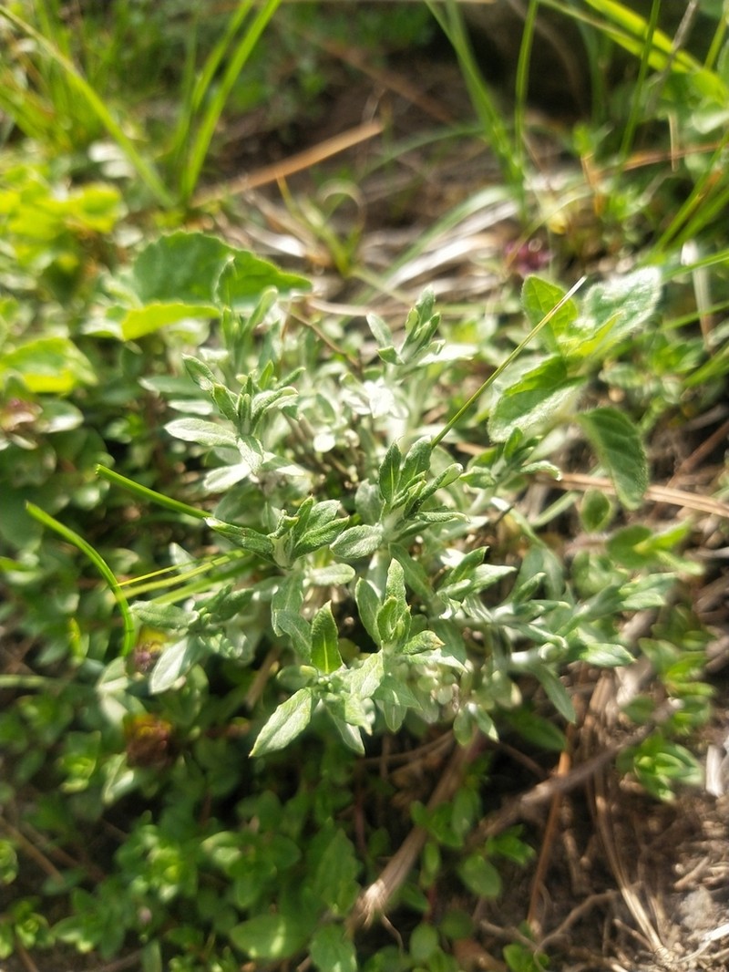 Leontopodium leontopodinum photo 5