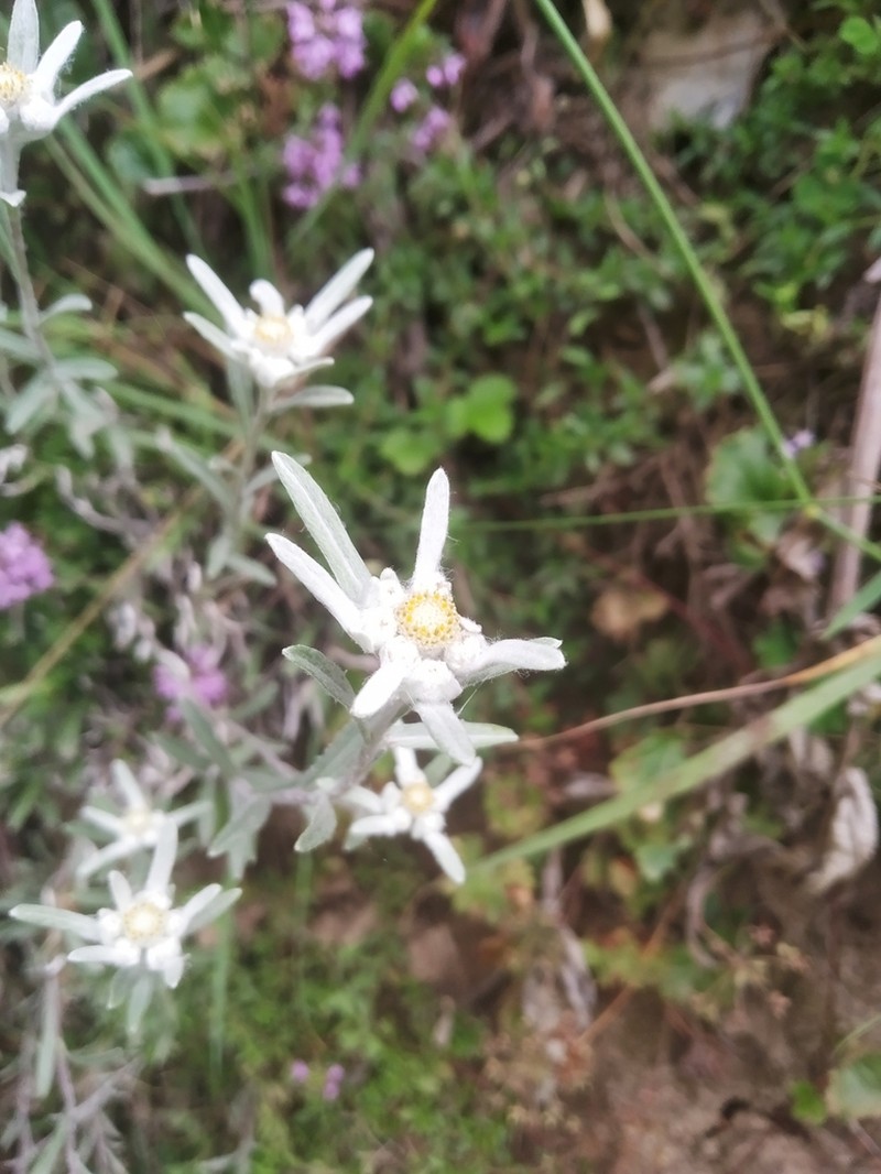 Leontopodium leontopodinum photo 6