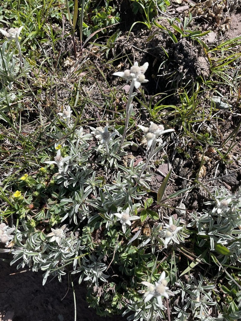 Leontopodium leontopodinum photo 7
