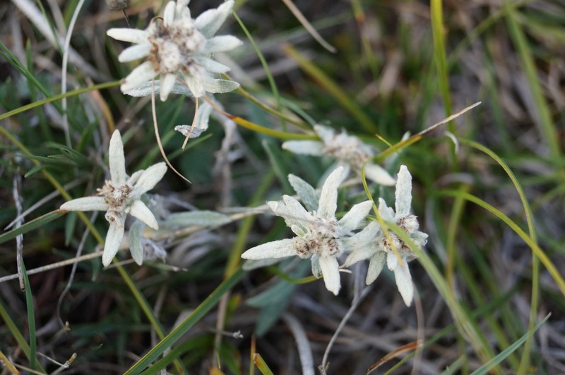 Leontopodium leontopodioides
