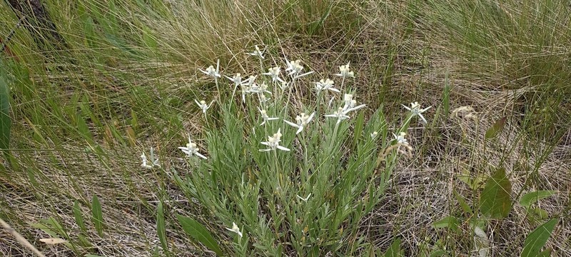 Leontopodium leontopodioides photo 2