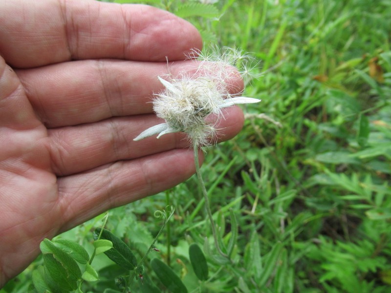 Leontopodium leontopodioides photo 3